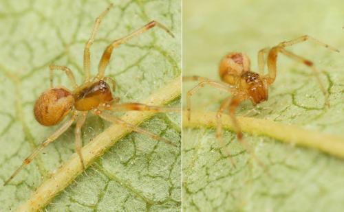 Réf. 189 683 : Anelosimus sp.